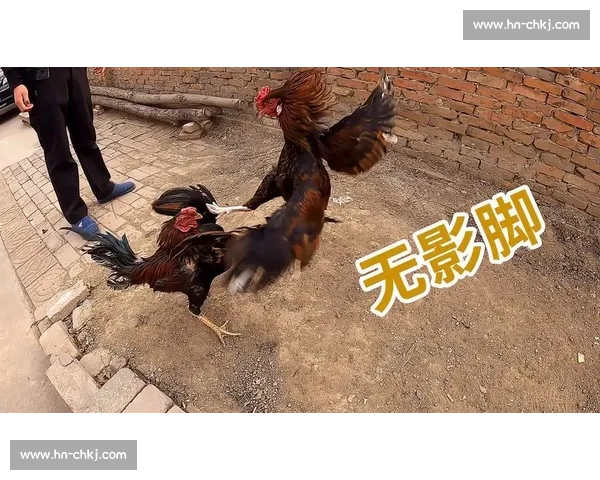一场斗鸡比赛中的勇气策略与乡村生活的生动写照与人情风俗观察